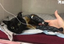 Кота спасли неравнодушные люди, собрав на его лечение колоссальную сумму — более 500 тысяч рублей