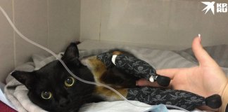 Кота спасли неравнодушные люди, собрав на его лечение колоссальную сумму — более 500 тысяч рублей