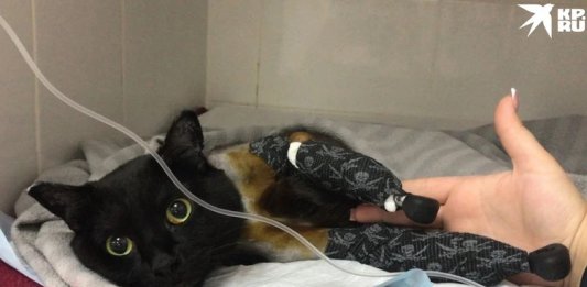 Кота спасли неравнодушные люди, собрав на его лечение колоссальную сумму — более 500 тысяч рублей