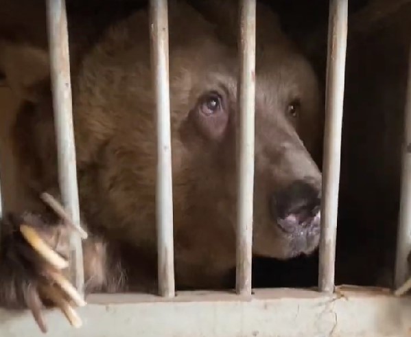 Дрессировщики против зоозащитников: новосибирцы пытаются вернуть отобранных медведей-узников