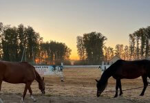 В пожаре под Новосибирском погибли лошади