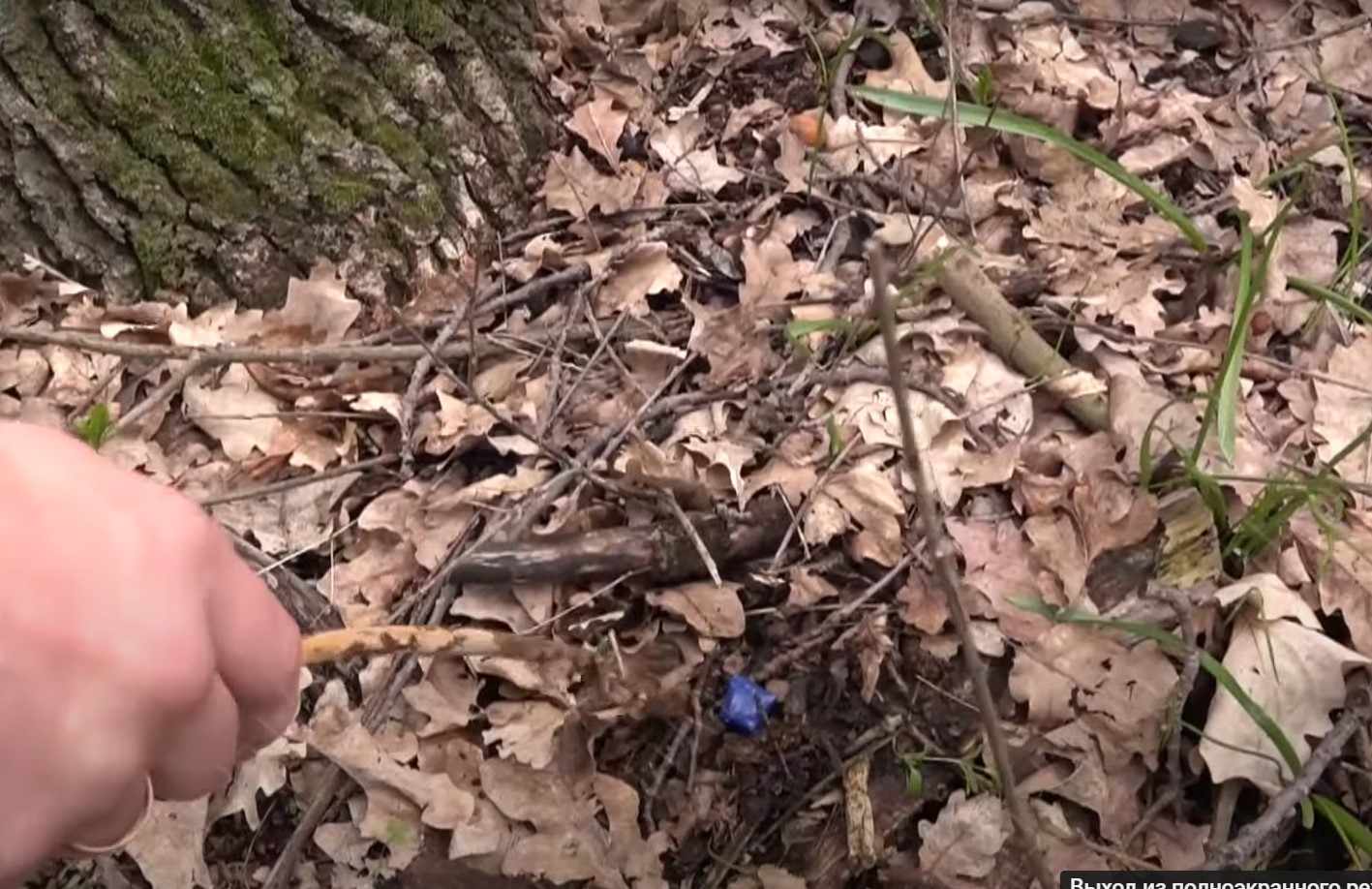 Женщина показала лес в Новосибирске, где аномально много тайников с наркотиками