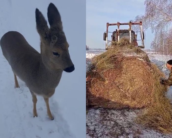 Клин сибирь