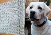 В новосибирском Толмачево лабрадор-таможенник Юна унюхала незадекларированные $15000