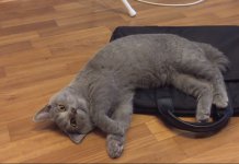 В Новосибирске ветеринар установил «ушки Микки Мауса» котенку со сломанной лапой