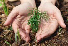 Международный день лесов: Что за праздник
