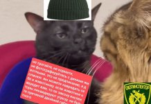 Новосибирский министр через «мемных котов» объяснил правила поведения с дикими животными