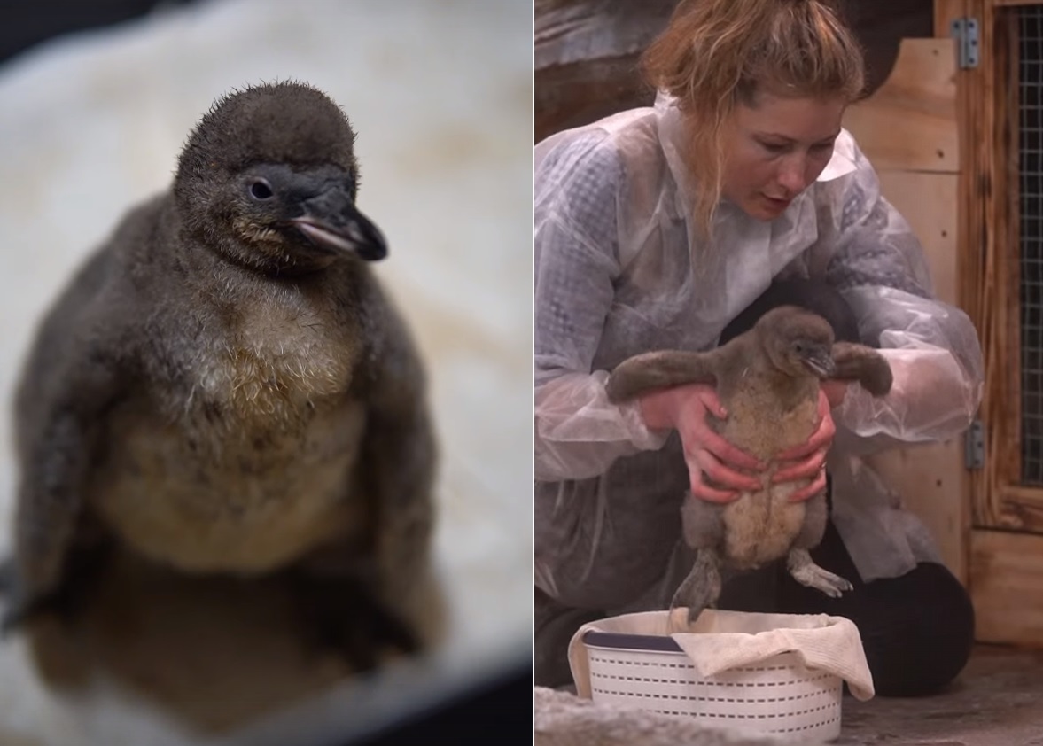 В Новосибирском зоопарке пингвиненка Гумбольдта впервые подселили к сородичам