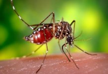 Всемирный день борьбы с малярией: Когда отмечается