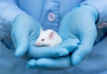 Всемирный день защиты лабораторных животных: Как празднуется