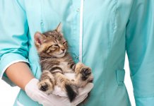 Международный день ветеринарного врача: Что за праздник