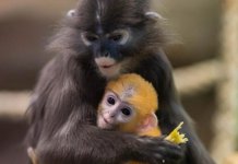 В Новосибирске появился детеныш в единственной в России семье очковых лангуров