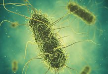 Новосибирцы отравились роллами с сальмонеллой