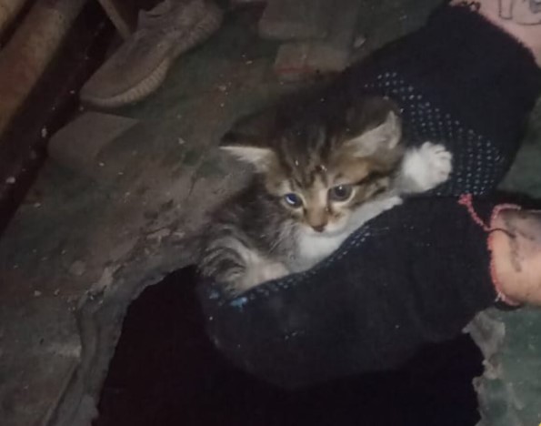 Новосибирские спасатели помогли упавшему в дыру котенку