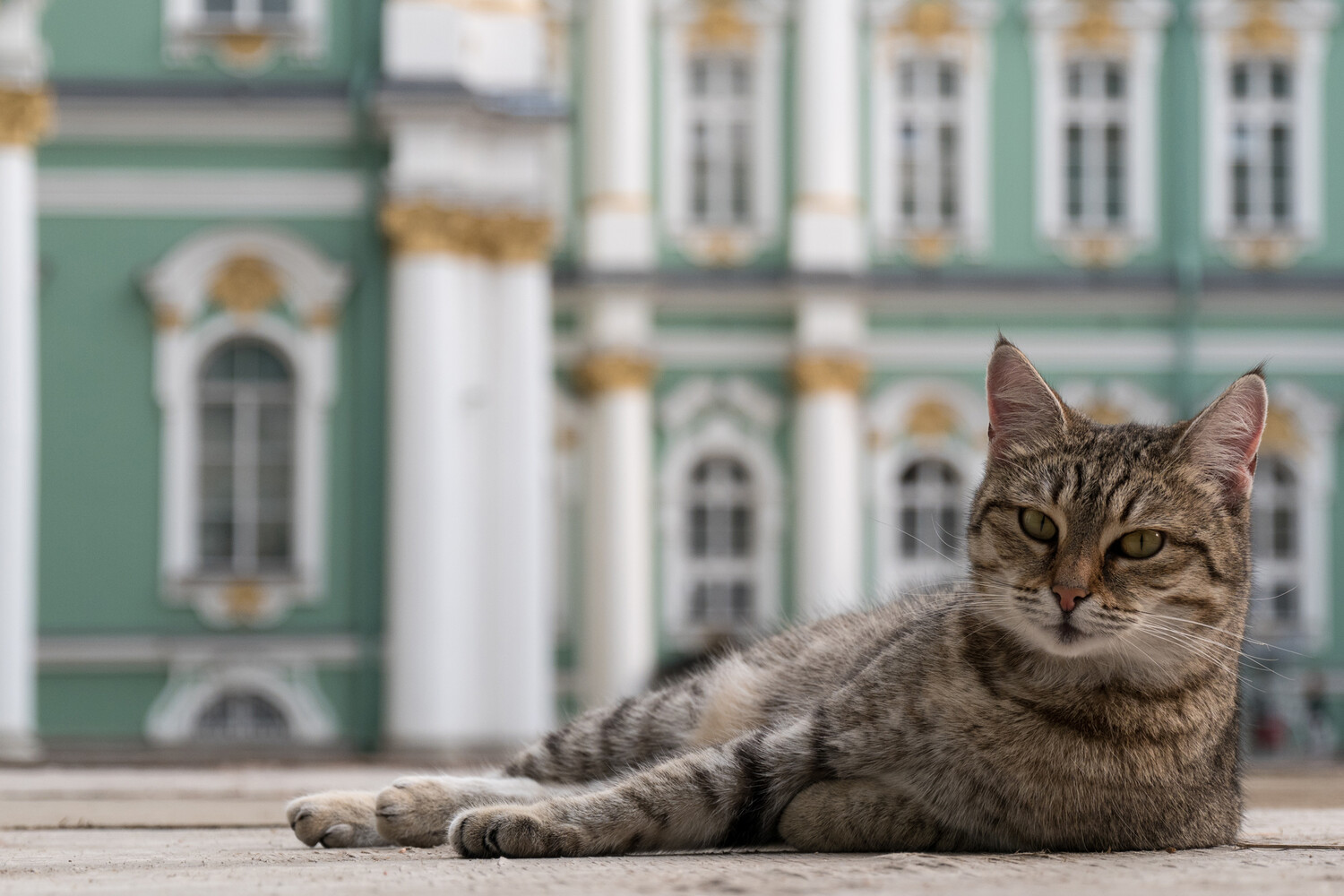 Всемирный день петербургских котов: Когда празднуется