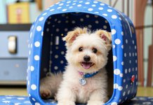 Более 445 новосибирцев с начала года эмигрировали с животными