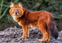 День красного волка: Почему у него такие уши