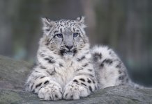 День снежного барса на Алтае: Где обитает хищник