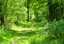 Всемирный день окружающей среды: Почему праздник стал народным