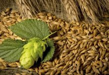 Международный день пива: Почему напиток так популярен