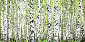 Всемирный день русского единения: Почему символом дня стала березка