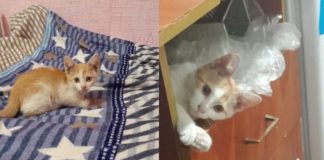 Котенка по кличке Чубайс, найденного на Донбассе, пристроили в новосибирскую семью