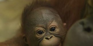 В Новосибирском зоопарке орангутаны Бату и Мишель вновь стали родителями