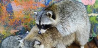 «Погибли три питомца»: Сотрудники новосибирского кафе рассказали об издевательствах над енотами