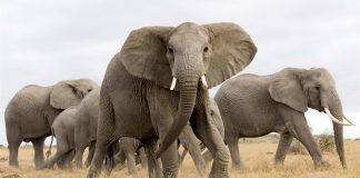Всемирный день защиты слонов: Почему слоны так умны