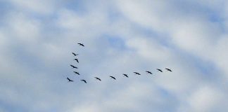Международные дни наблюдения птиц: Как рассмотреть журавля в небе