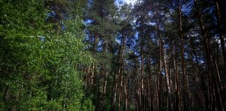 Благоустройство Инюшенского бора будет минимальным «по решению новосибирцев»