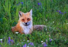 Всемирный день борьбы против бешенства: Когда появился праздник