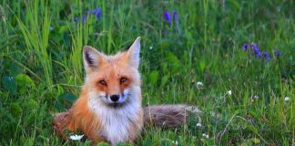 Всемирный день борьбы против бешенства: Когда появился праздник