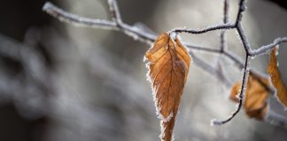 В Новосибирске на выходных ожидается сильное похолодание