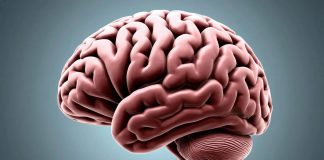 Новосибирское лекарство от рака мозга на основе осповакцины испытают в 2026-м