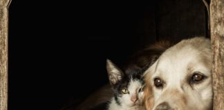 «Молчание — смерть»: Новосибирцы выйдут на митинг против эвтаназии животных