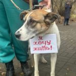 В Новосибирске дворняжка Жужа пришла с плакатом на митинг против эвтаназии
