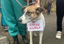 В Новосибирске дворняжка Жужа пришла с плакатом на митинг против эвтаназии