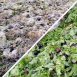 В Новосибирской области агрокомплекс устроил стихийную свалку салата