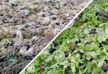 В Новосибирской области агрокомплекс устроил стихийную свалку салата