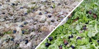 В Новосибирской области агрокомплекс устроил стихийную свалку салата