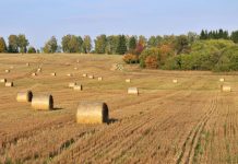 День работников сельского хозяйства: Когда появился праздник