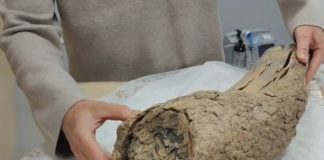 Новосибирские ученые сделали КТ бивней мамонтов