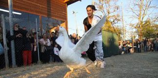 Утиный фестиваль в Италии: Кто устраивает утиные бега