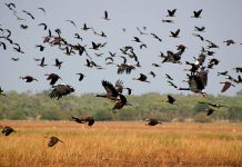 Всемирный день мигрирующих птиц: Зачем наблюдать за птицами