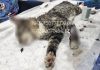 Котёнка избили и подожгли: новосибирский приют собирает деньги на лечение