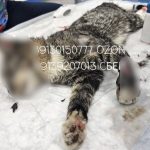 Котёнка избили и подожгли: новосибирский приют собирает деньги на лечение
