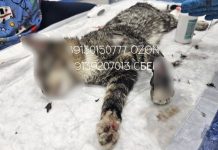 Котёнка избили и подожгли: новосибирский приют собирает деньги на лечение