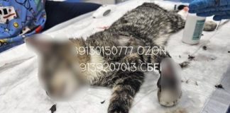 Котёнка избили и подожгли: Новосибирский приют собирает деньги на лечение