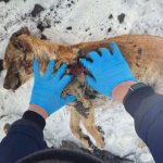 В Новосибирской области живодёр получил условный срок за зверскую расправу